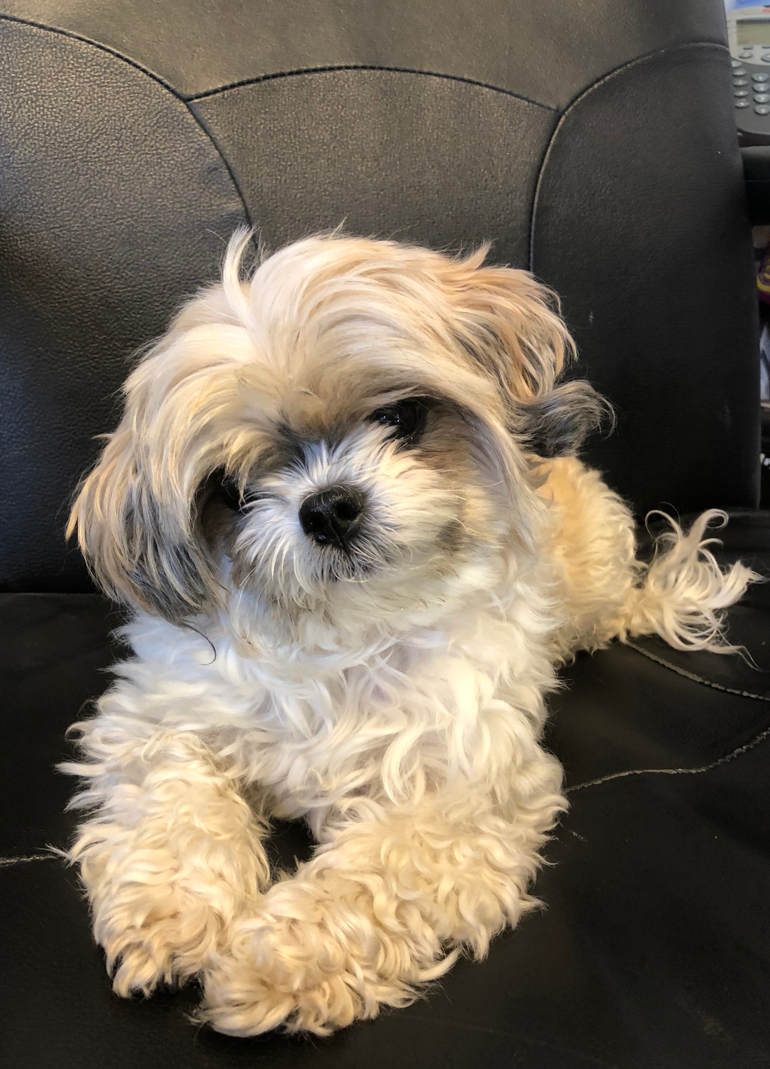 Frodo Barrette-Bigelow