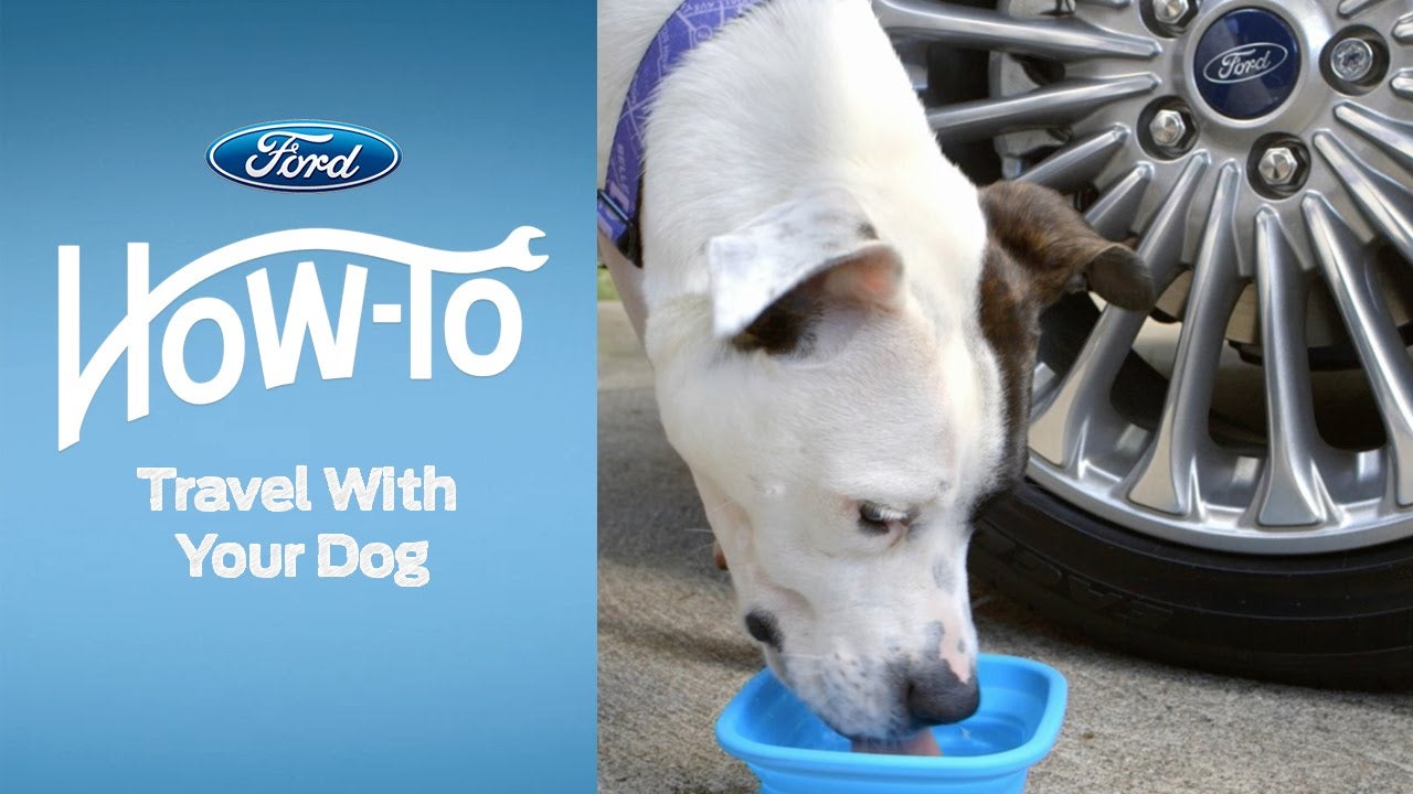 How To Travel With Your Dog